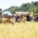 Gubernur Jambi Al Haris Panen Raya di Kerinci: Dorong Ketahanan Pangan Nasional. Foto dok Kominfo Provinsi Jambi
