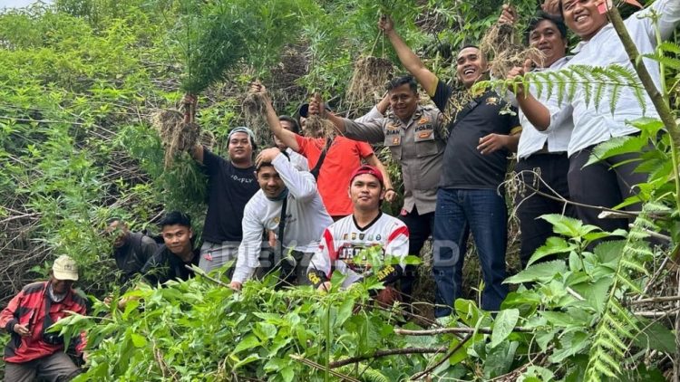 Polres Kerinci Temukan Ladang Ganja. foto : polres