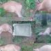 Sebanyak 14 ekor sapi ditemukan mati dengan kondisi mulut berbusa di perkebunan kelapa sawit milik warga, Minggu (7/9/2025).